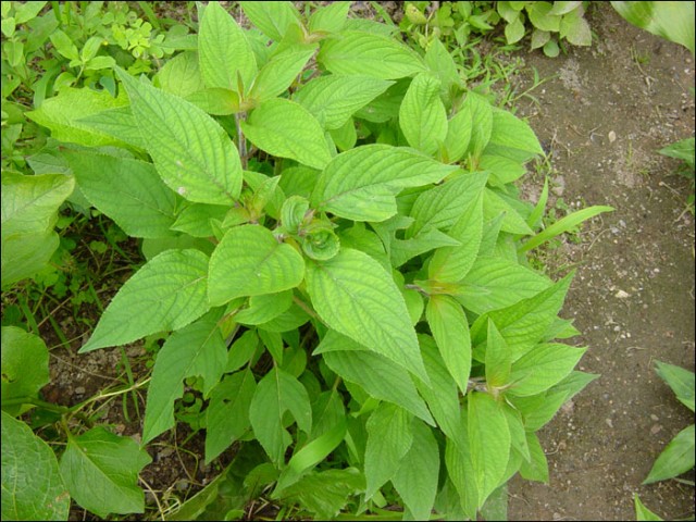 8.파인애플세이지