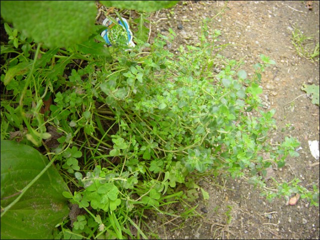 12.레몬타임