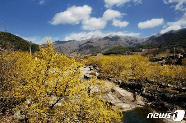 구례군 산동면 산수유마을 &amp;copy; 뉴스1